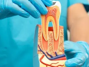 Endodontia